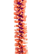Coral and Purple Plumeria Ribbon Lei